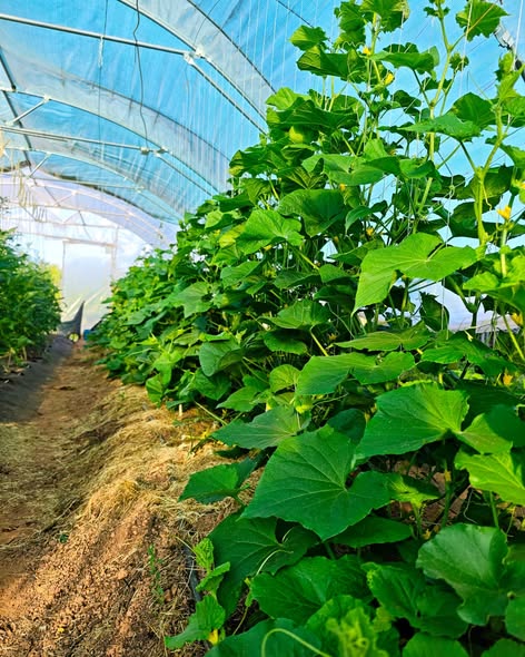 Gurken- und Kürbispflanzen mit gelben Blüten im Gewächshaus