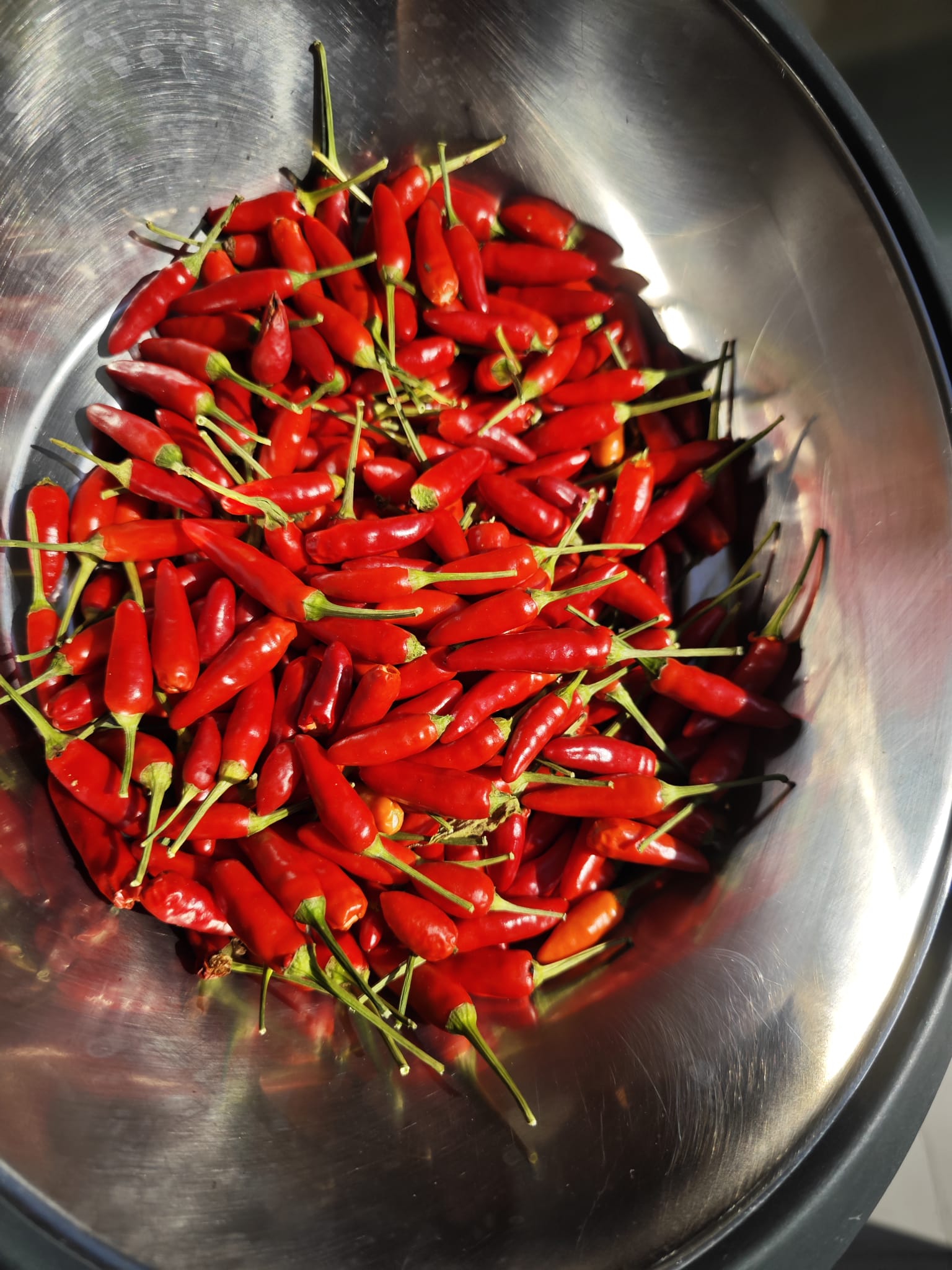 Vom Samenkorn bis zur Schärfe im Glas 🌶️