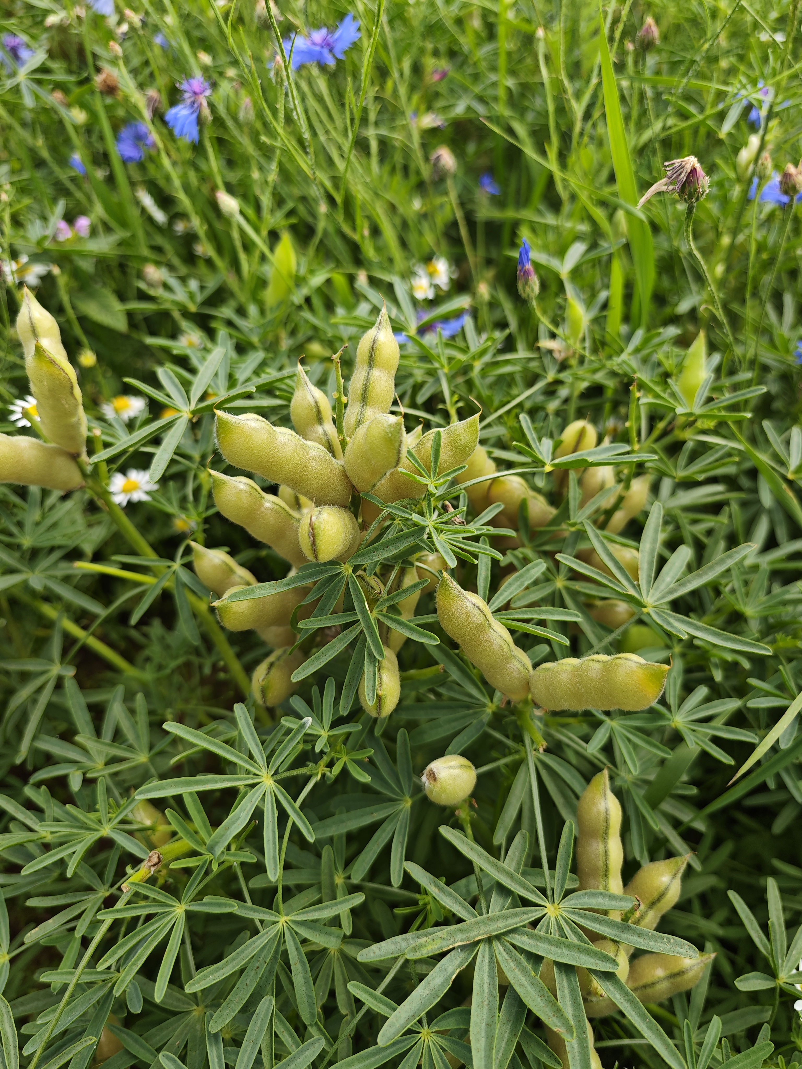 Lupinen-Schoten mit palmaten Blättern und Kornblumen im Feld
