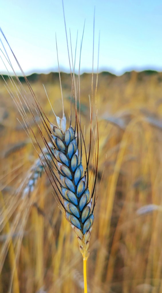 Einkorn Getreide