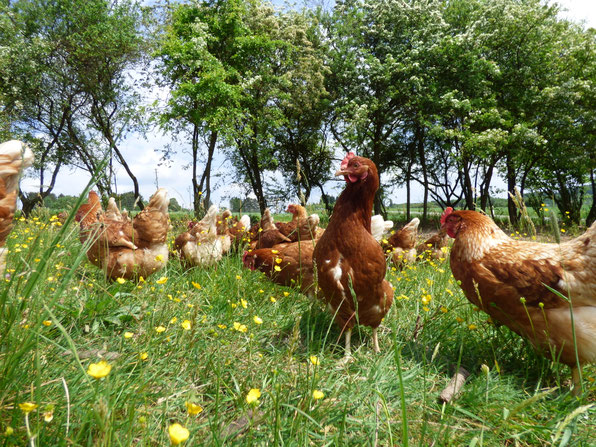 Braune Legehennen im Freiland auf dem Wackenberger Hof