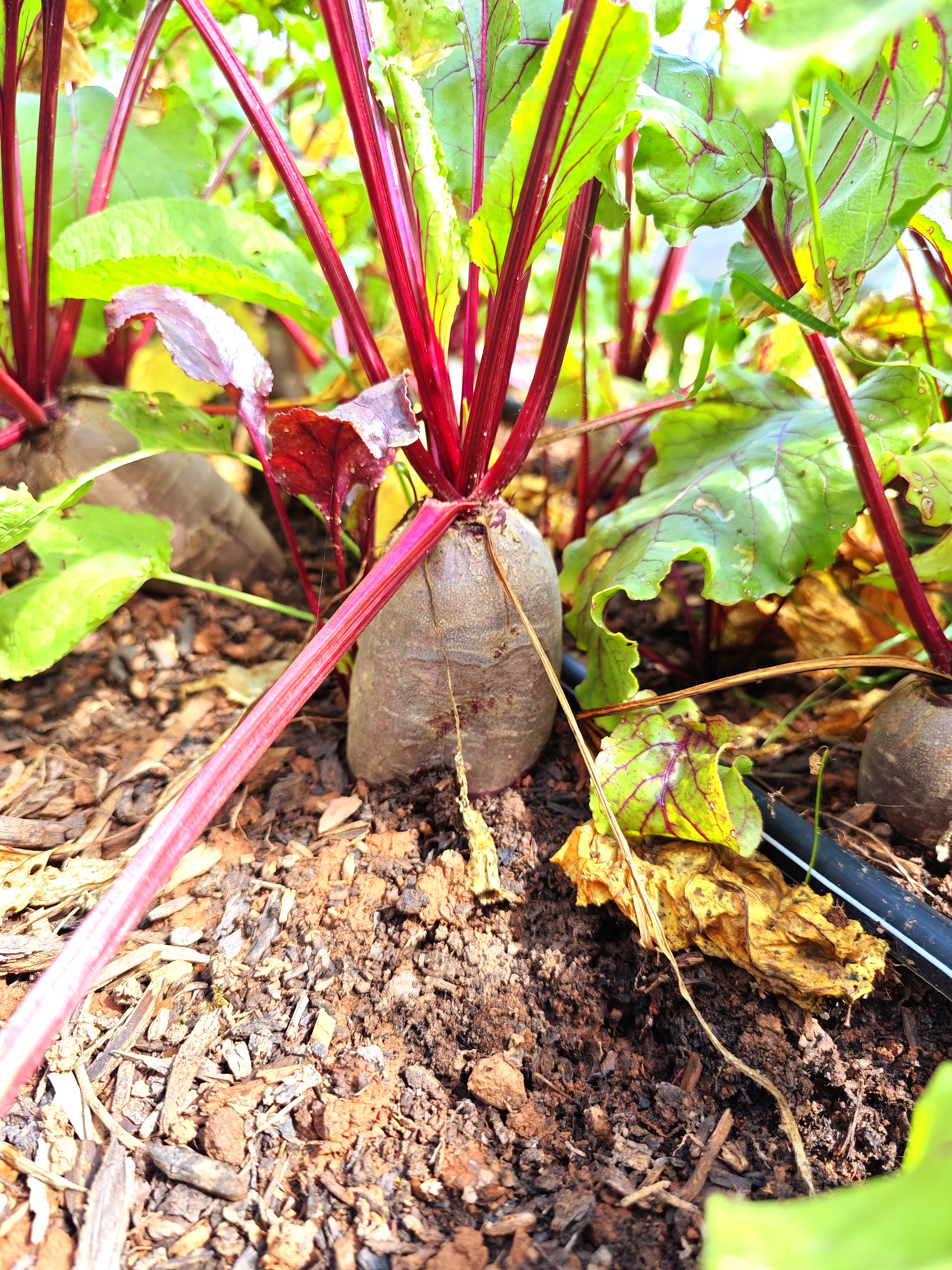 Rote-Bete-Pflanze mit roten Stielen und grünen Blättern im Garten