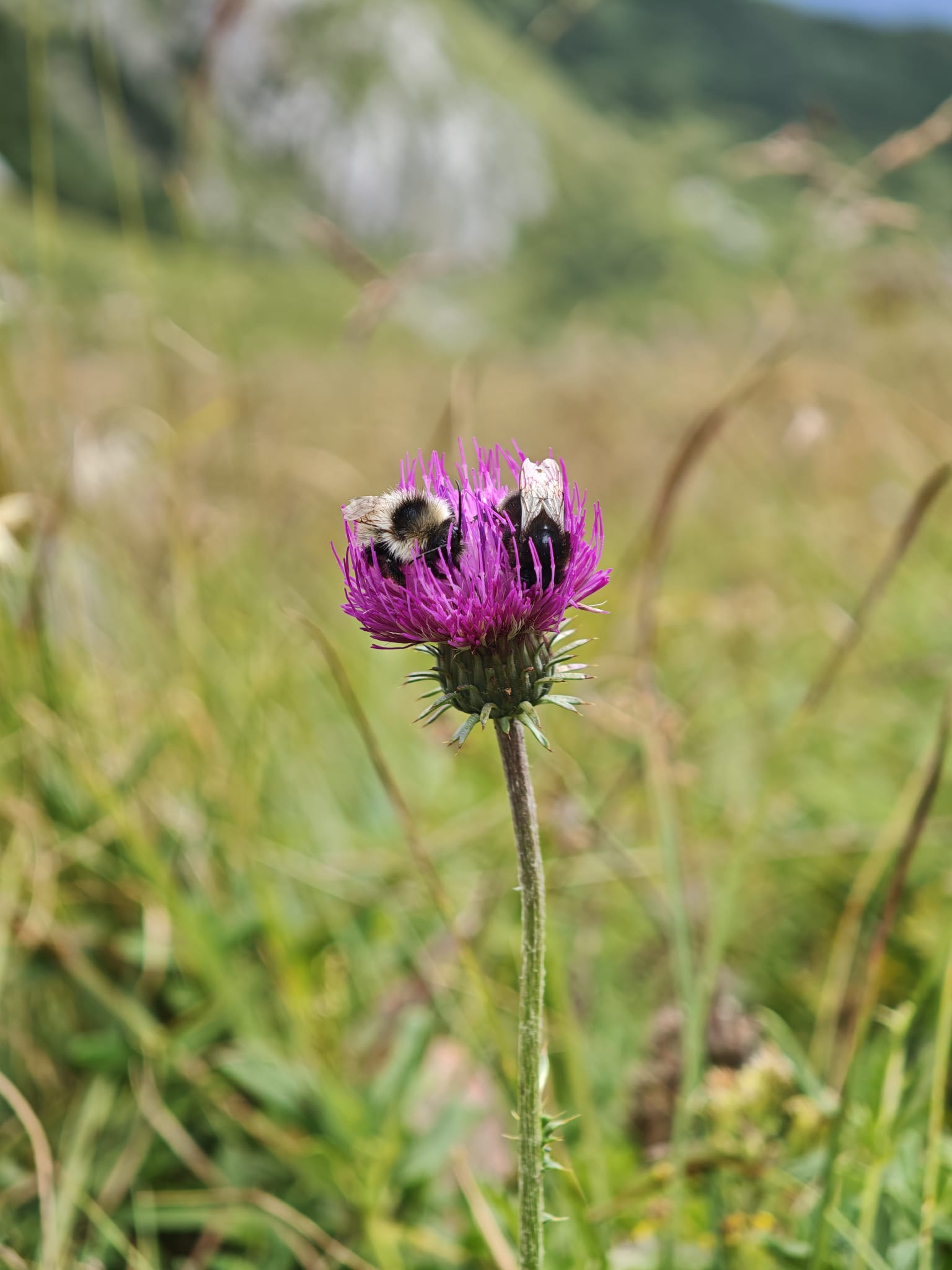 Mariendistelblüte mit Hummeln auf einer Wiese im Saarland