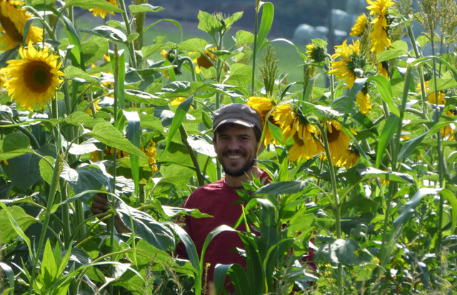 Johannes Dörr im Sonnenblumenfeld