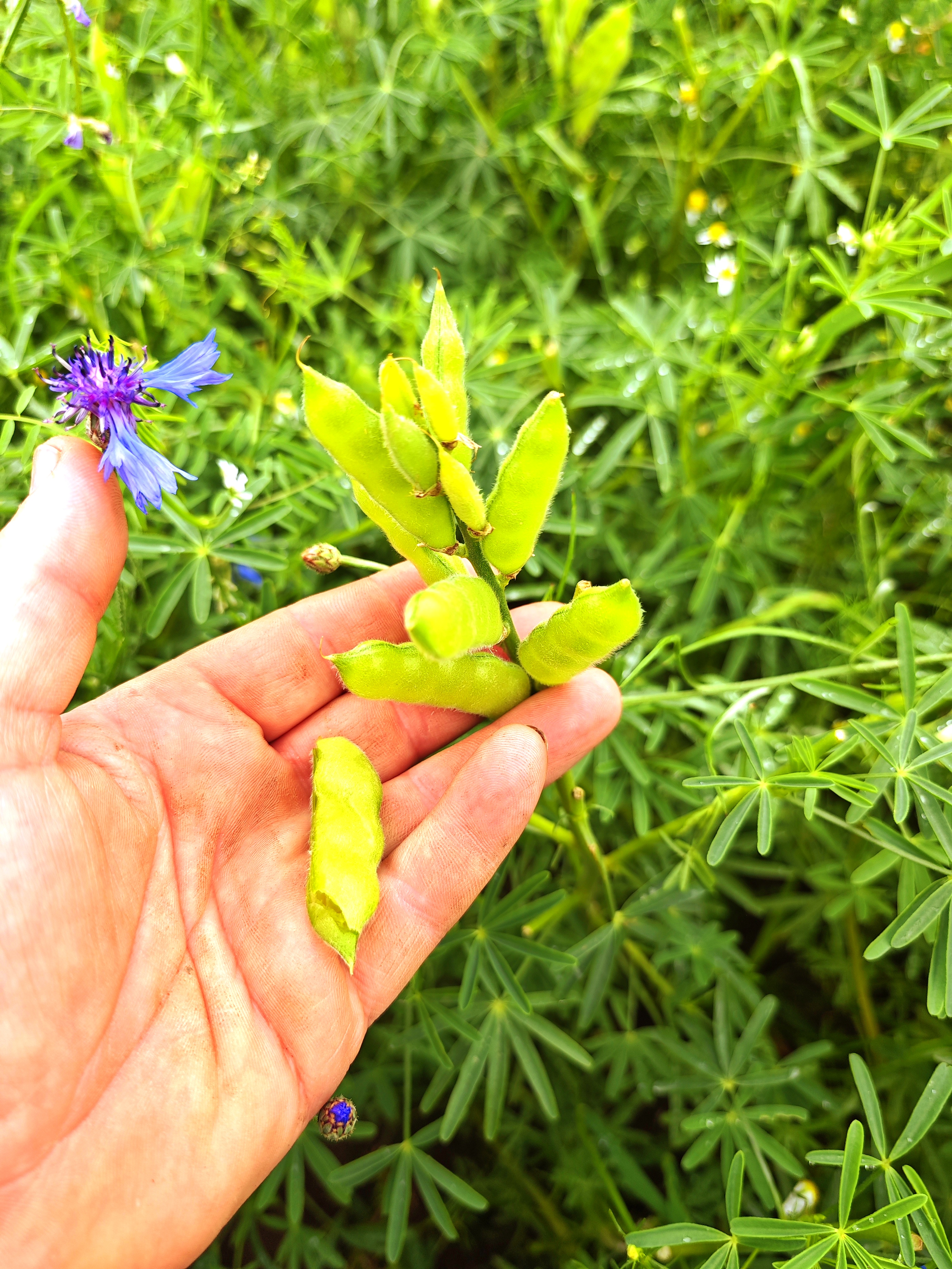 Hand hält frische Lupinenschoten im Feld