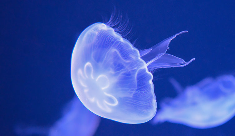 Jelly the Jellyfish