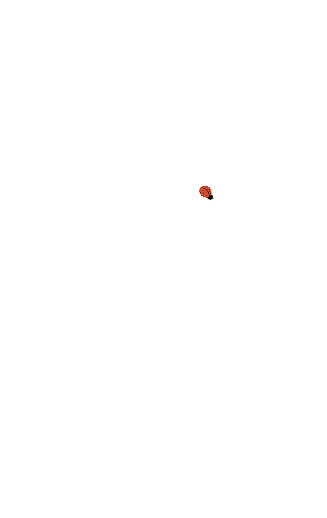 ladybug