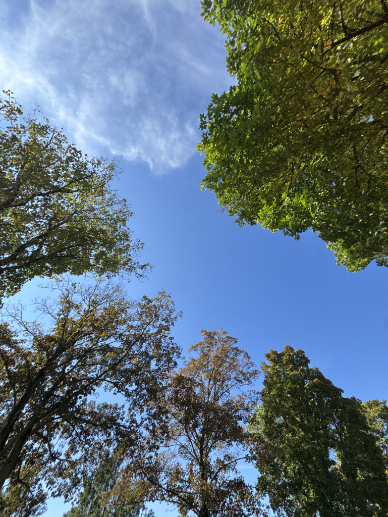 Forest sky