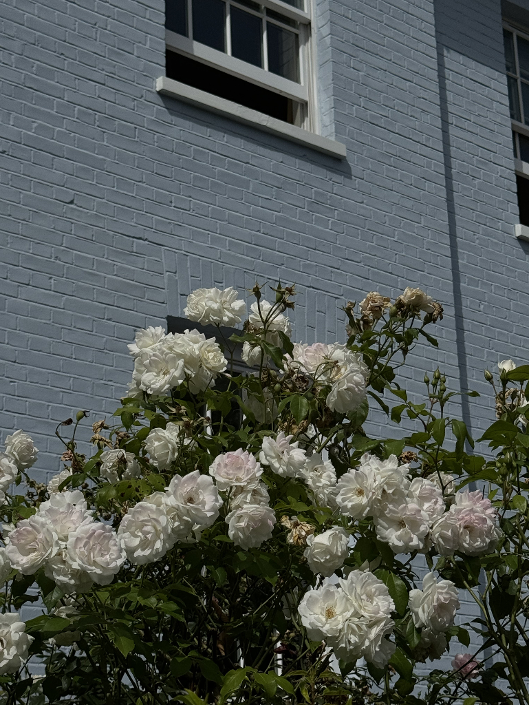 White roses