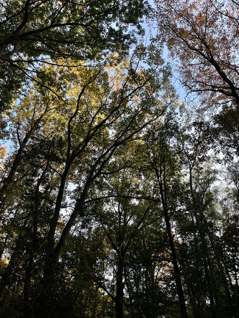 Forest trees