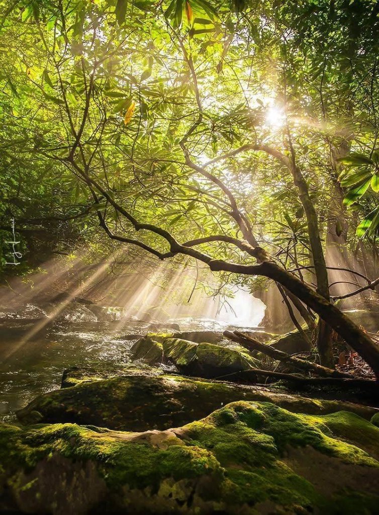 Sun rays through the forest by Lisa Lambert
