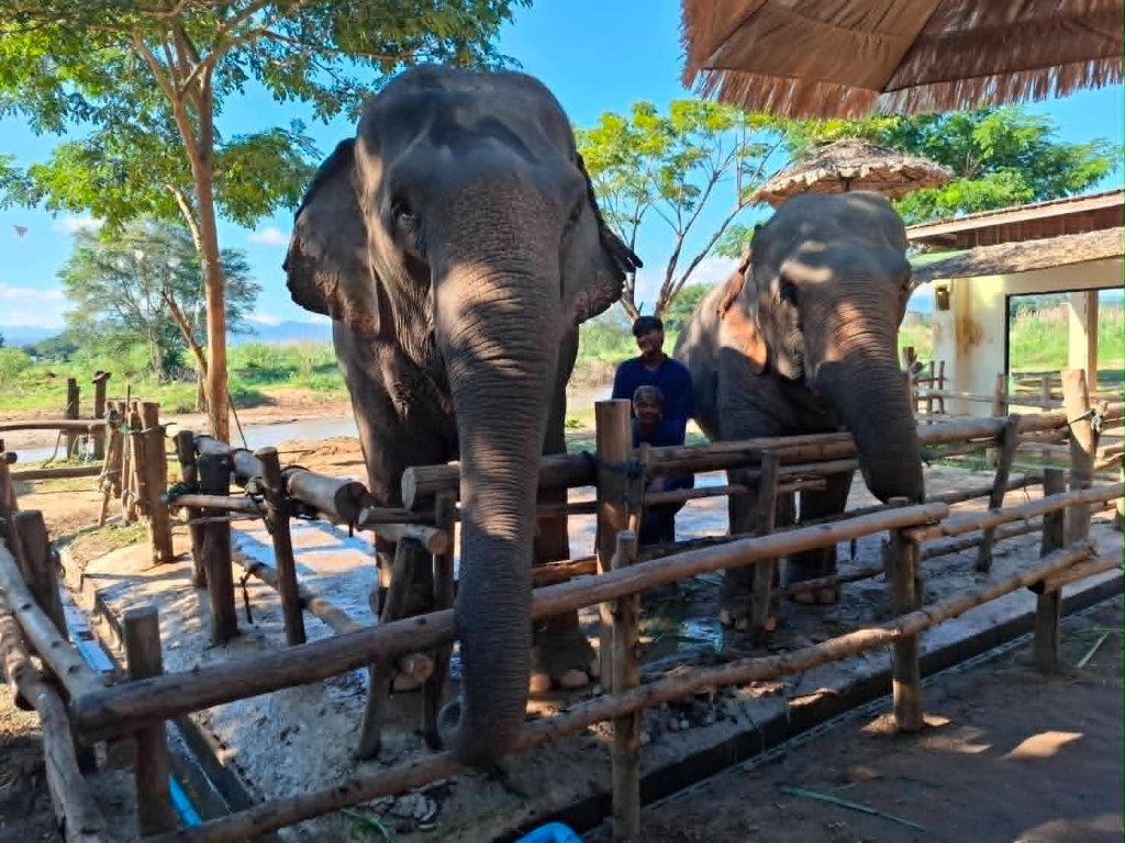 Elephants in Northern Thailand