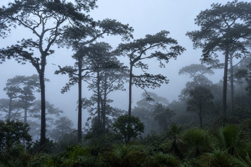 Misty Forest in Northern Thailand