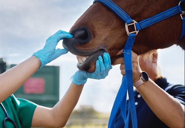 Veterinario equino