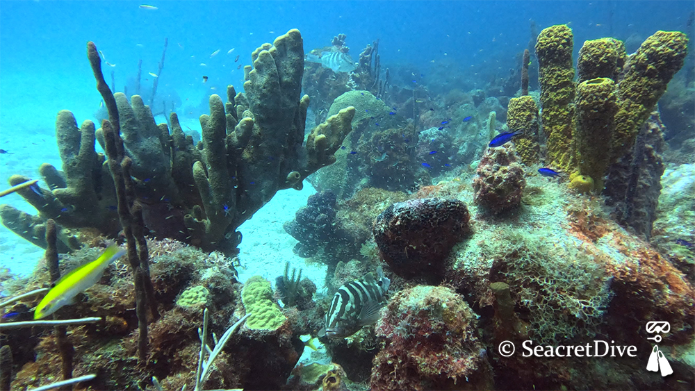 Plongée avec SeacretDive à Port-Louis en Guadeloupe