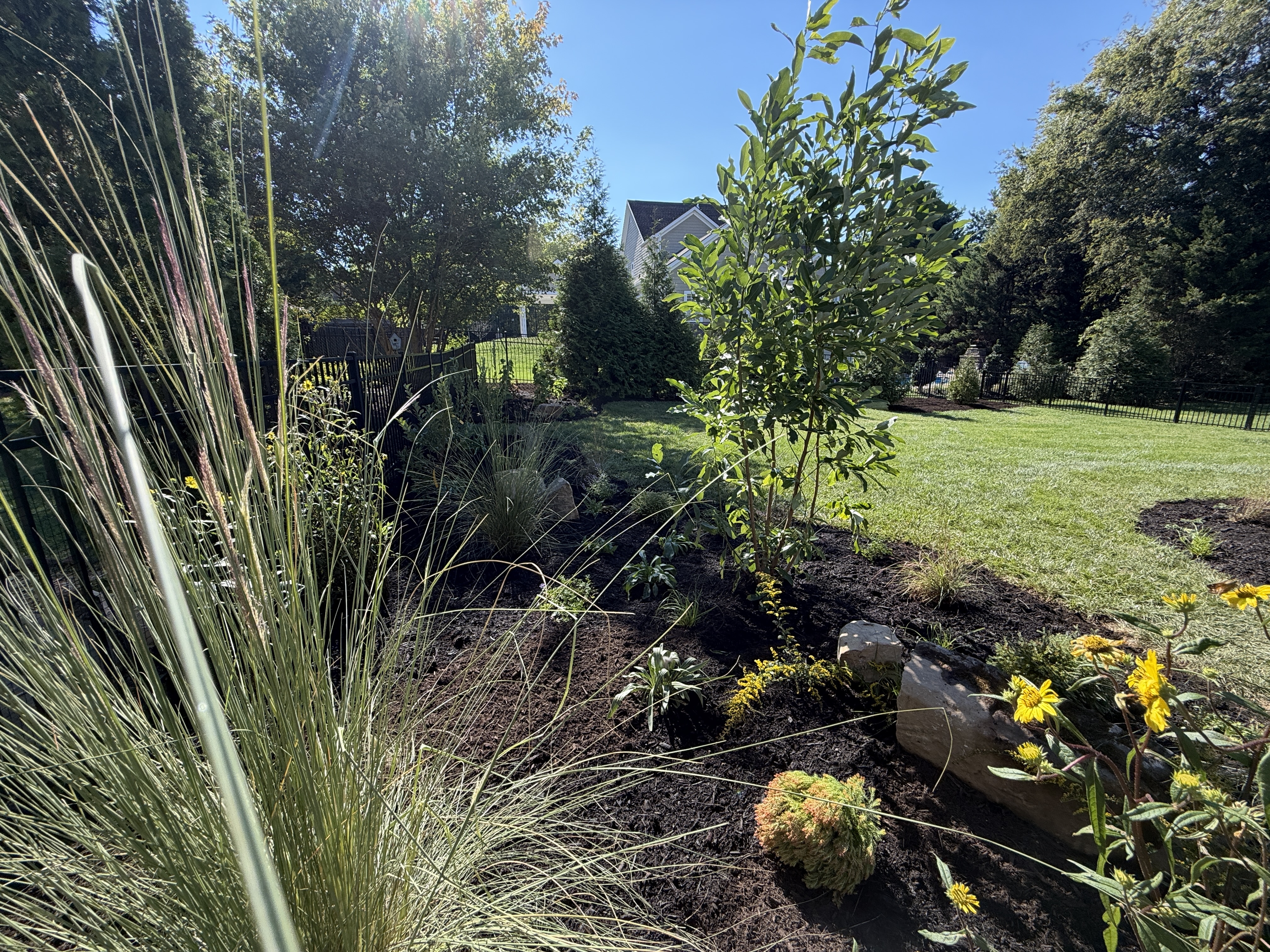 Yellow flowering perennials and ornamental grasses in a fresh mulch bed Knoxville TN by Grateful Grounds