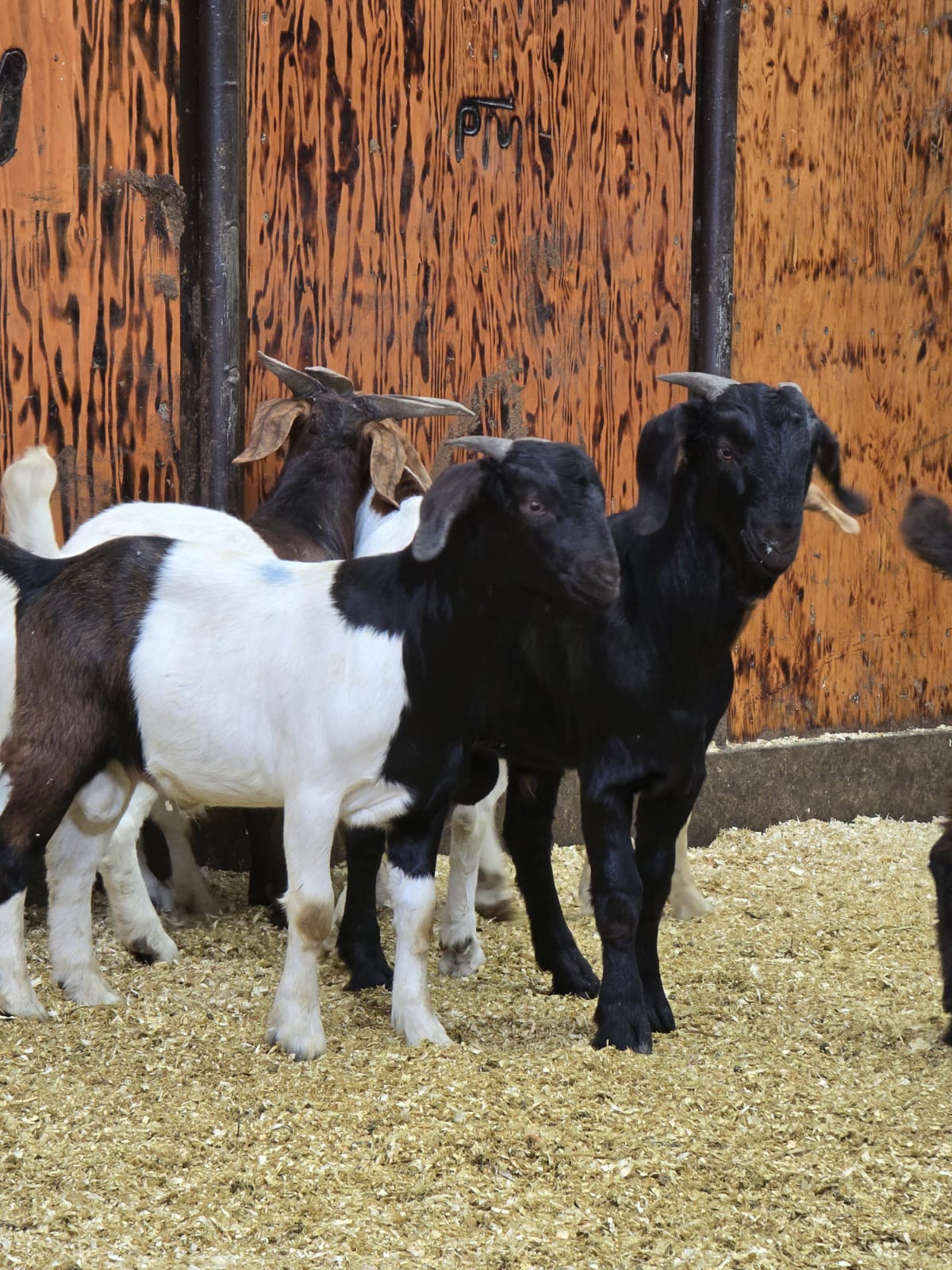 Barn Visit