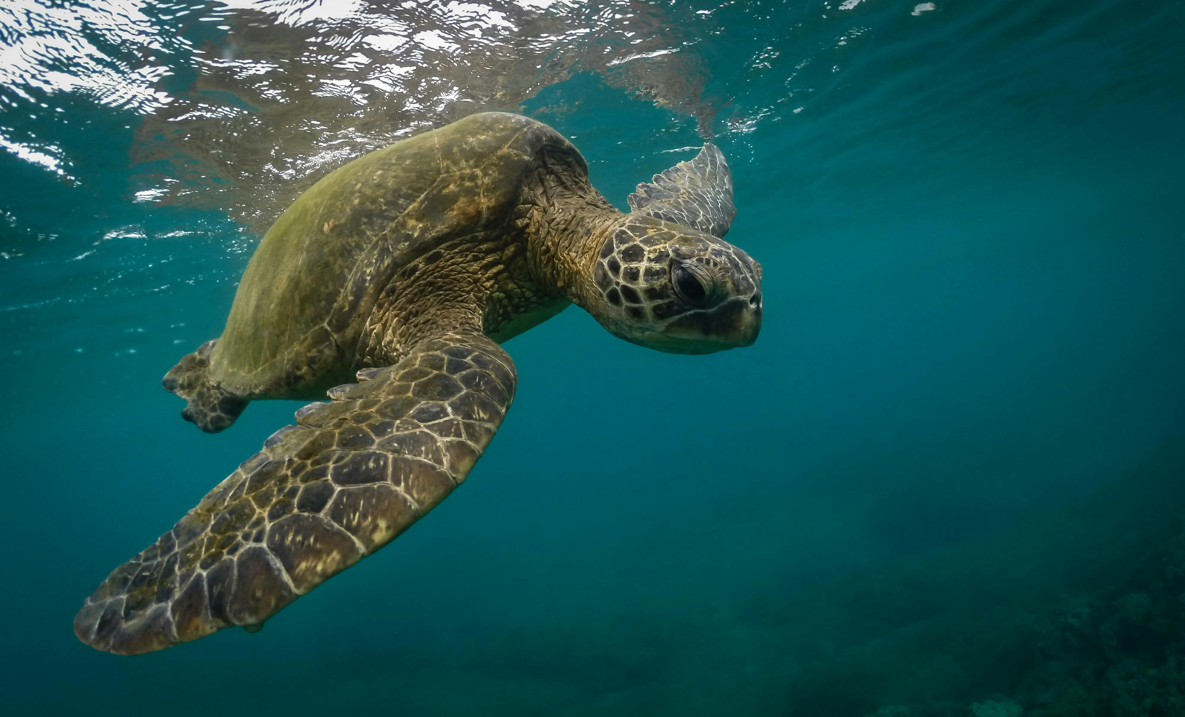 Family-Friendly Week in Maui (Ages 5–15)