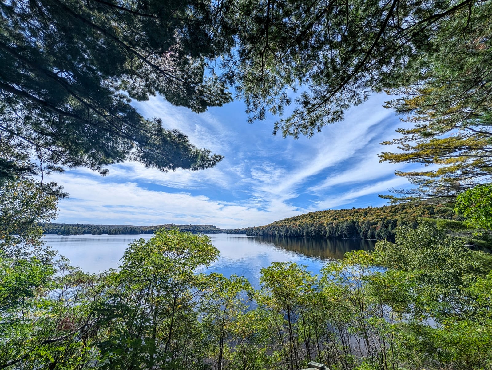 Algonquin lake framed by pine trees