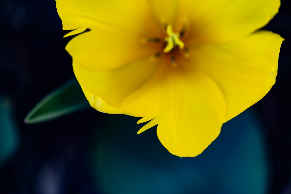 Yellow Bloom