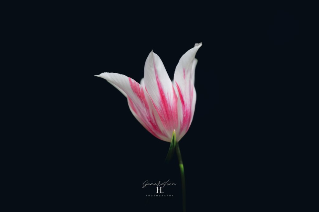 Pink & White Tulip