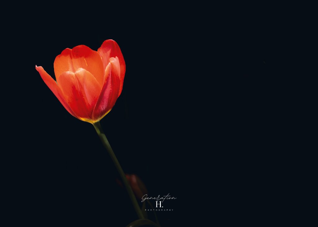 Red Tulip