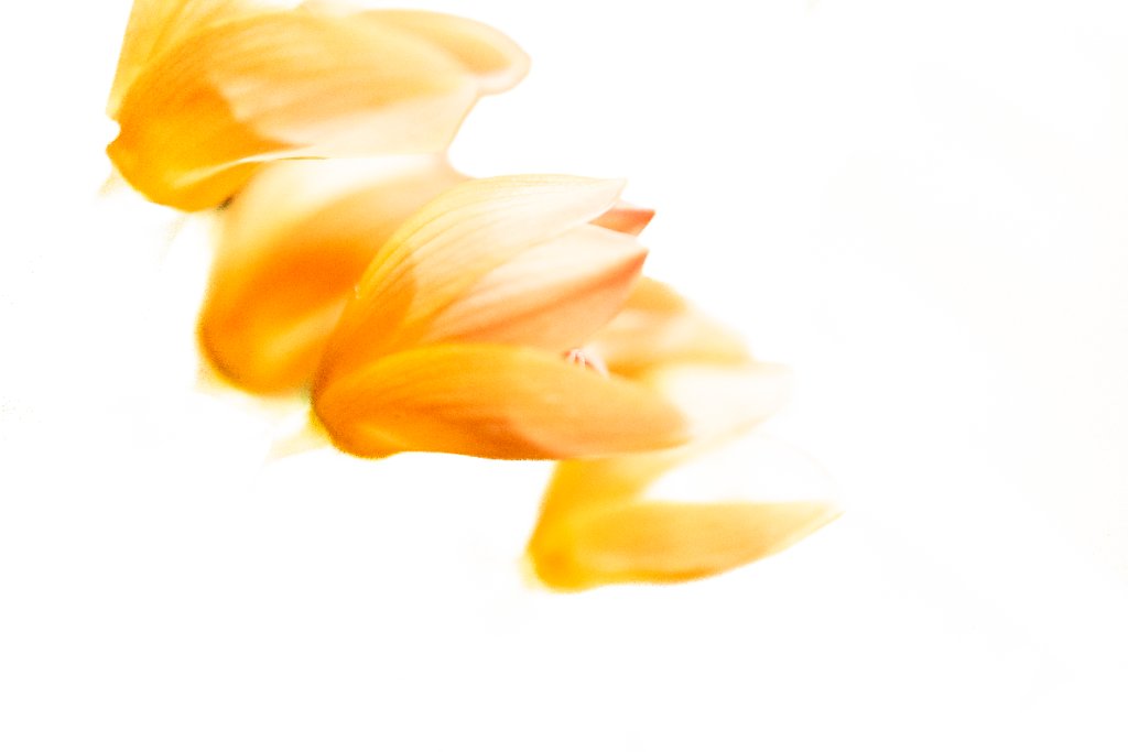 Golden Motion