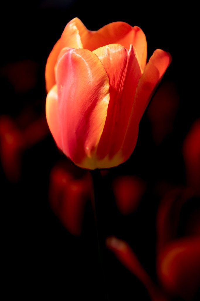 Ember Tulip