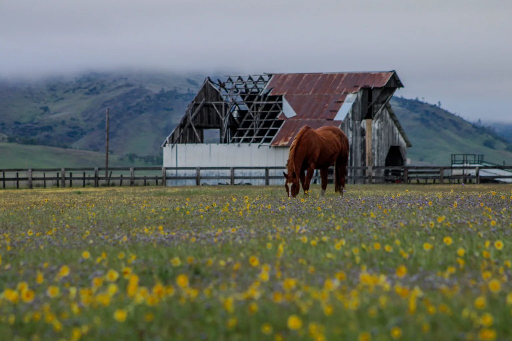 Horse grazing at Keegan Ranch, Bear Valley