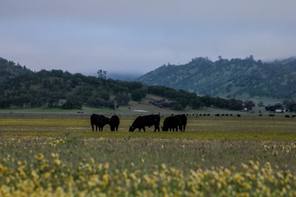 Cattle grazing at Keegan Ranch