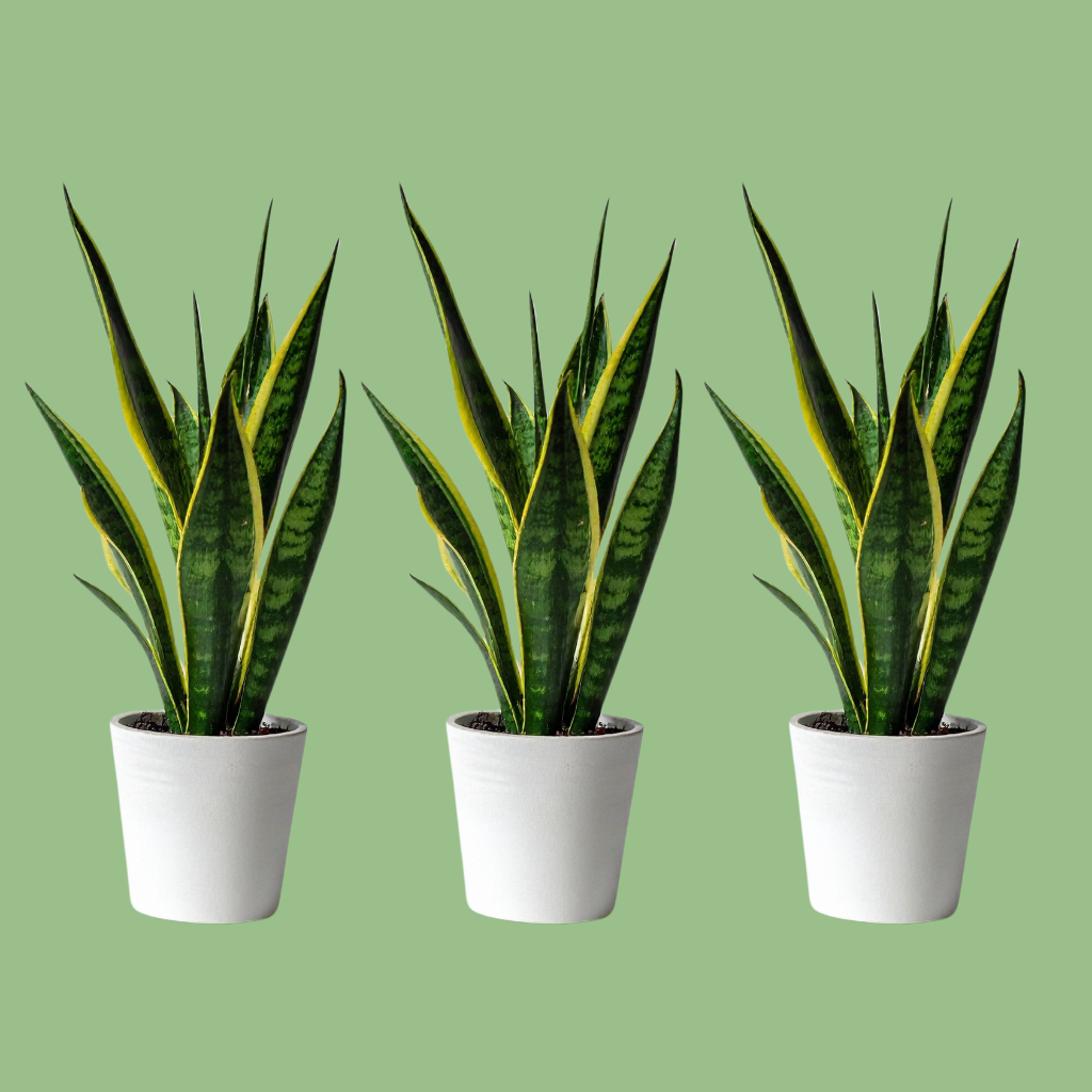 Indoor Air Quality and Why Your Cleaning Products Matter