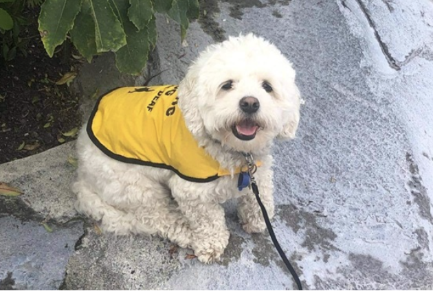Celebrating Tina and Ollie: How Assistance Dogs Empower People Living with Disabilities