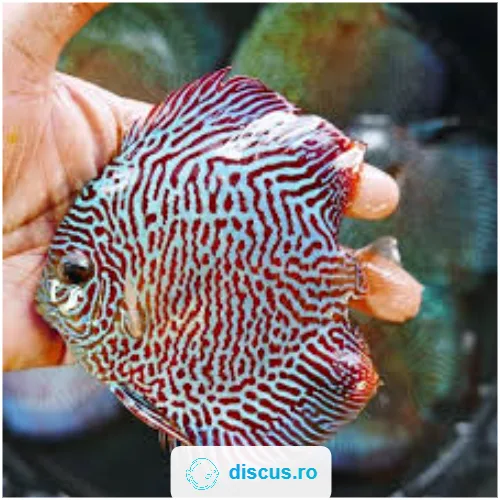 Blue Tiger Snake discus