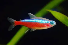 Neon Cardinal