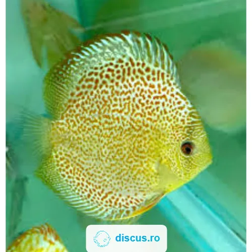 Spotted Snake discus