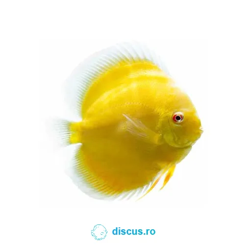 Albino Golden discus