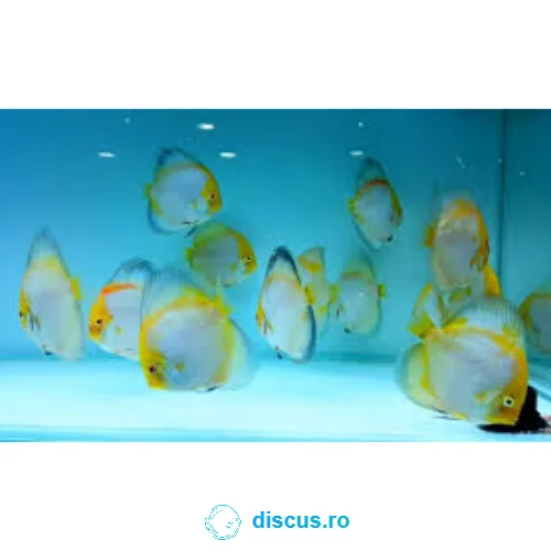 Golden Harmony discus