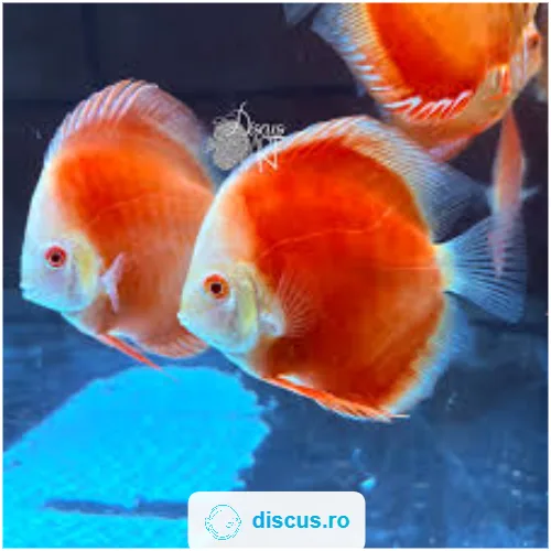Albino Red Cover discus