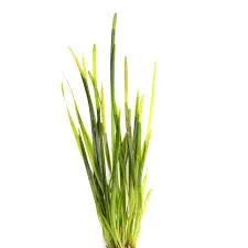 Vallisneria (Iarba apei)