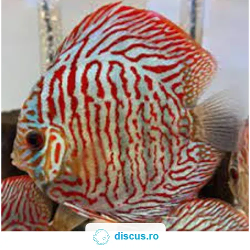 Red Tiger Turquoise discus