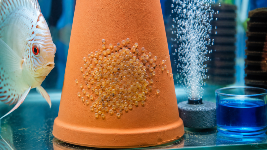 A ceramic cone with yellow-orange discus eggs in incubation, a parent discus alongside, an air diffuser with bubbles and a glass of methylene blue solution — caring for discus eggs in incubation
