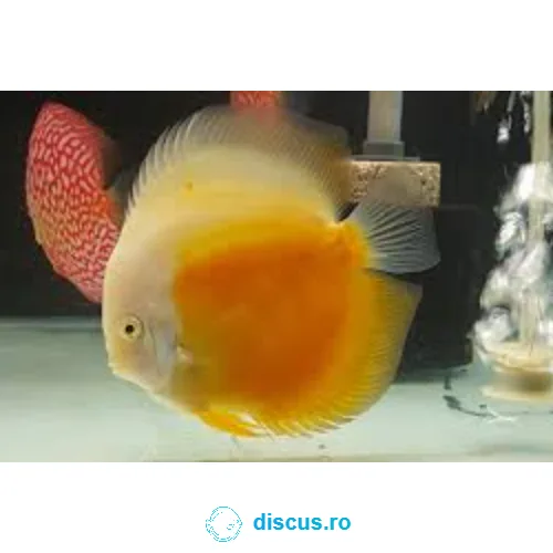 Yellow White discus