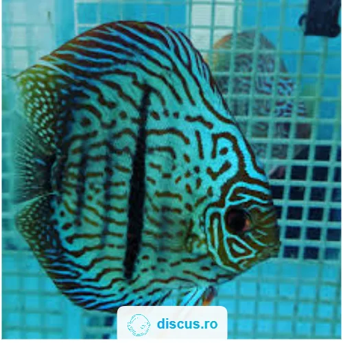 Heckle Turquoise discus