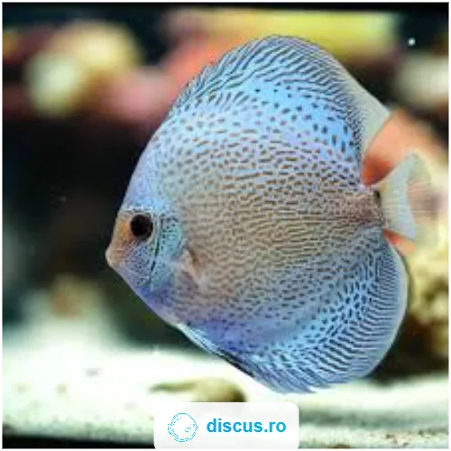 Blue Scorpion discus