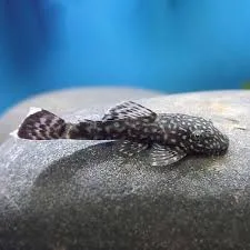 Ancistrus (Bristlenose Pleco)