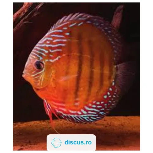 Alenquer Wild discus