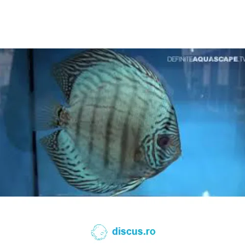 Blue Turquoise discus