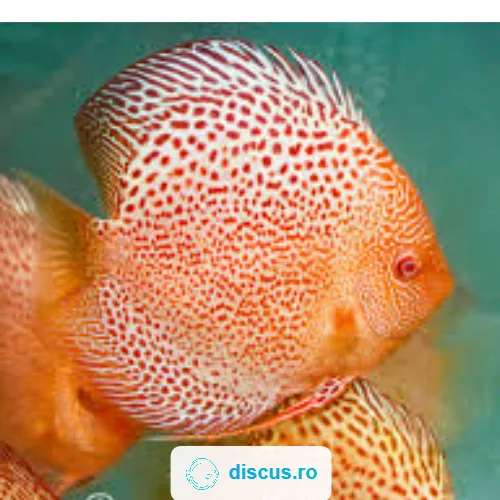 White Leopard Snake discus