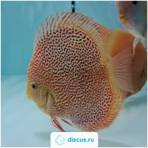 Albino Leopard Snake discus