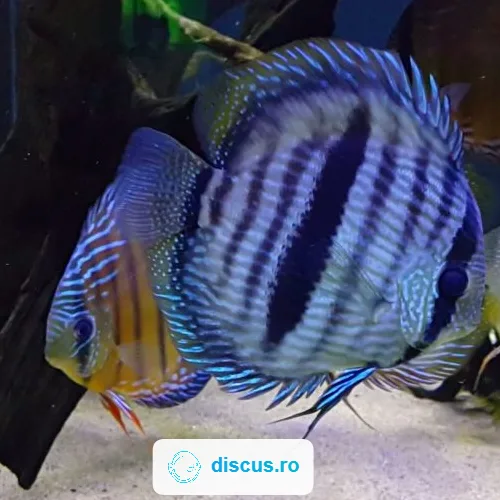 Blue Discus Wild discus